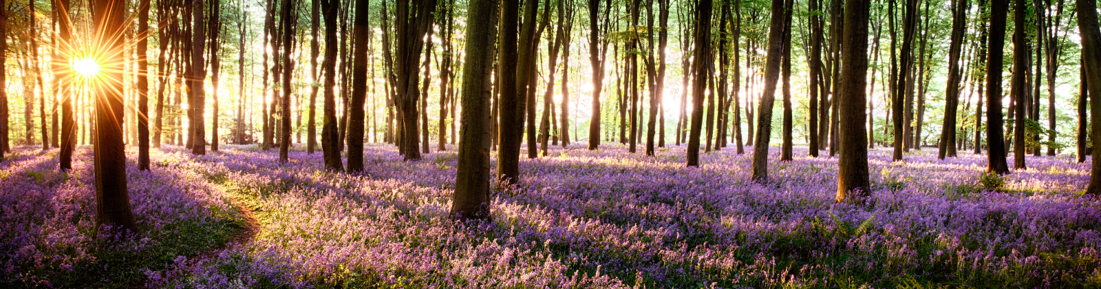 Sun shining through the trees in a lavender wood